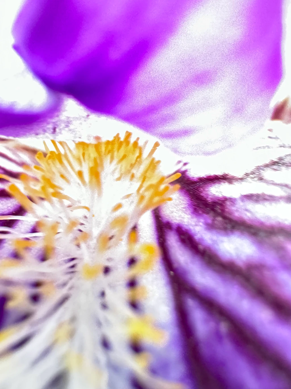 Purple Flower, 2024